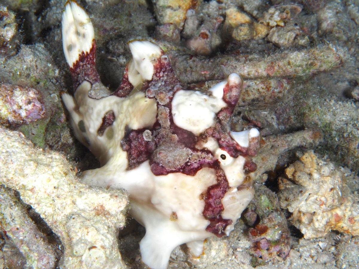 Dive Spot Asia Beach Resort Boljoon Экстерьер фото