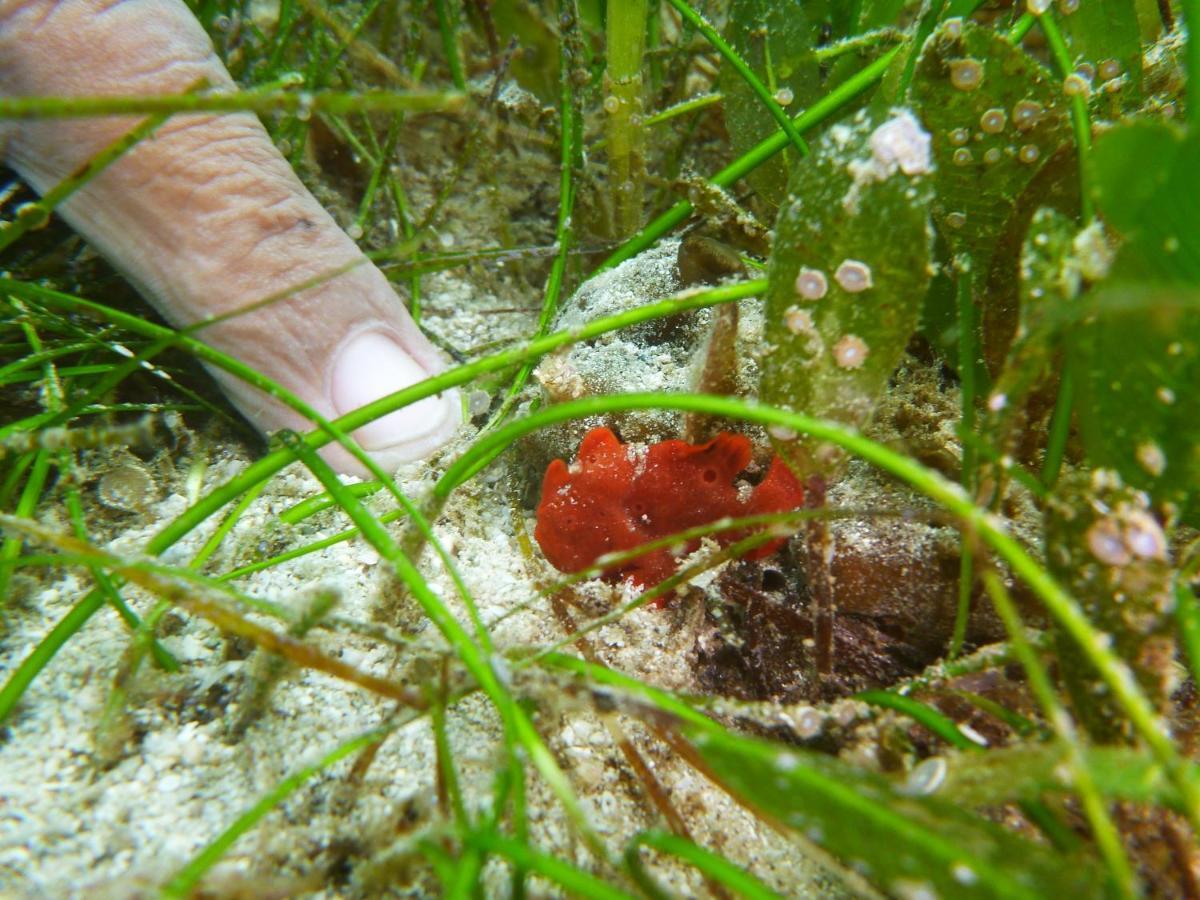 Dive Spot Asia Beach Resort Boljoon Экстерьер фото