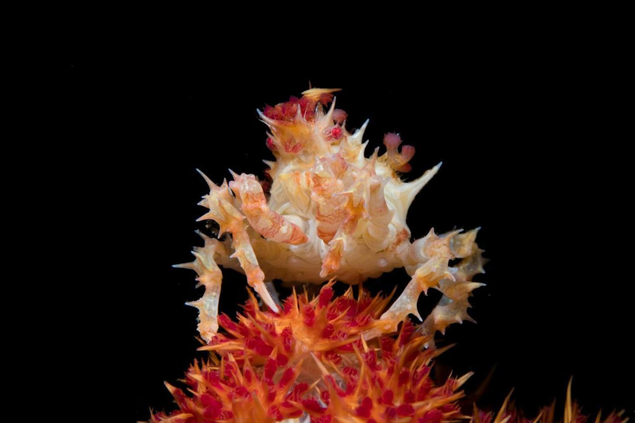Dive Spot Asia Beach Resort Boljoon Экстерьер фото